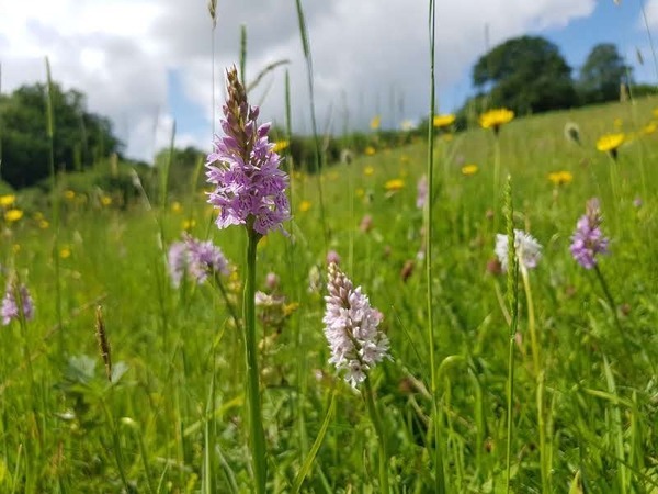 Photograph of Common Spotted Orchids